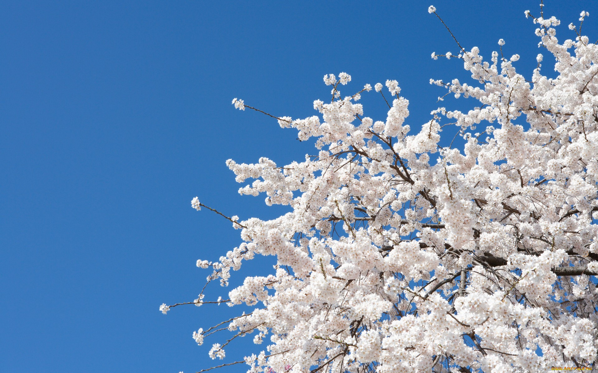 ,   ,  , bloom, spring, white, flowers, , , sakura, cherry, , , tree, nature, , 